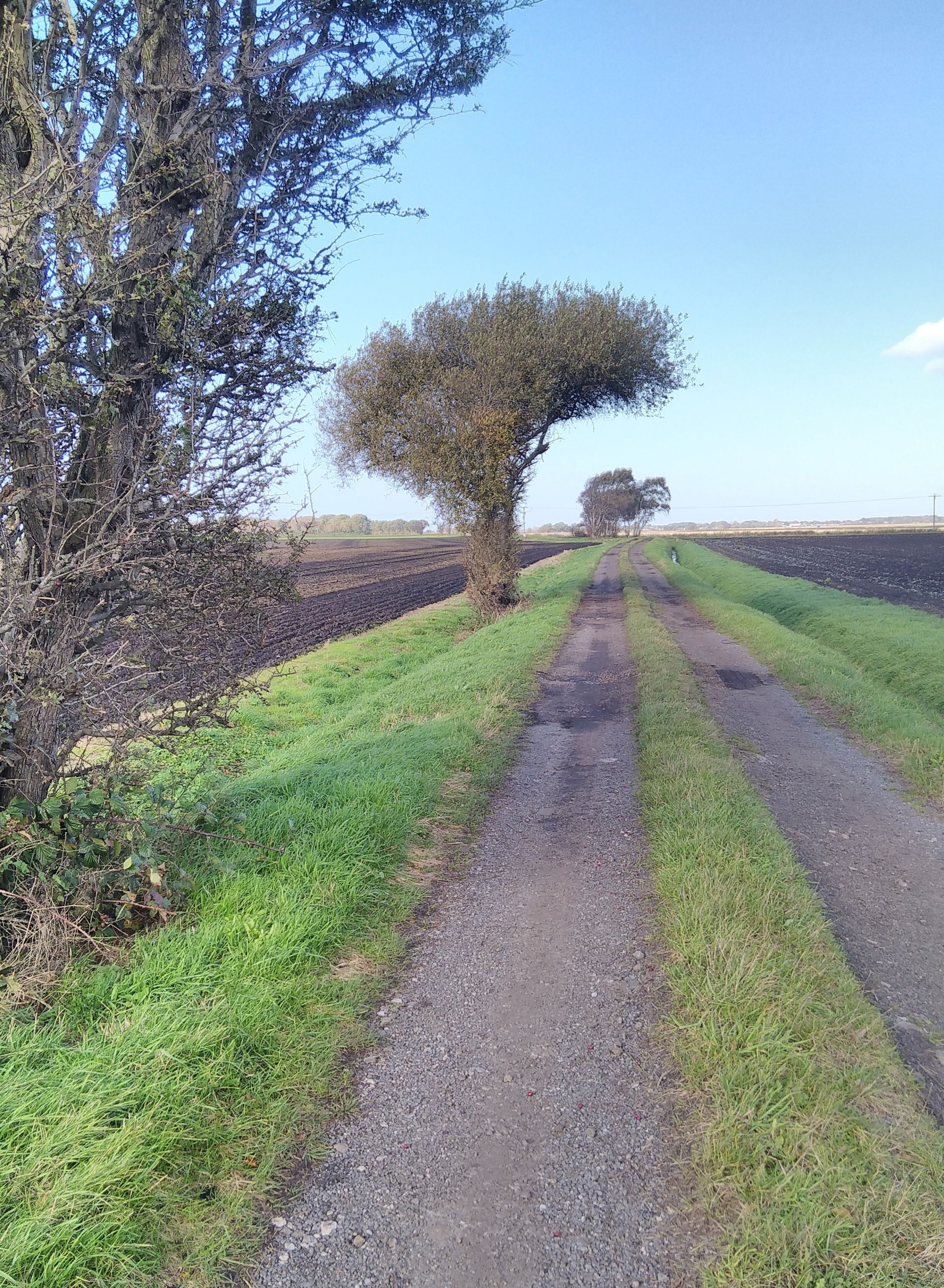 Lane between fields